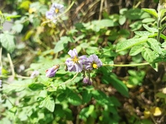 Solanum caripense