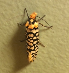 Moerarchis clathrata