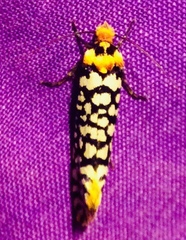 Moerarchis clathrata