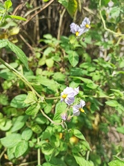 Solanum caripense