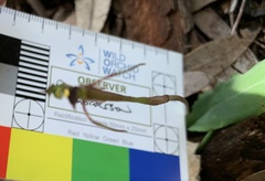 Chiloglottis diphylla