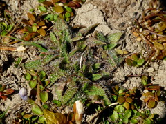 Plantago lanigera
