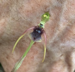 Chiloglottis diphylla