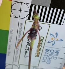 Chiloglottis diphylla