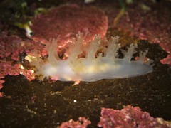 Dendronotus