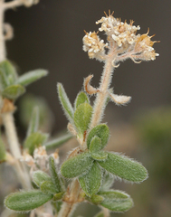 Fendlerella utahensis