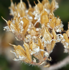 Fendlerella utahensis