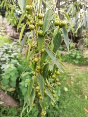 Prunus serotina capuli