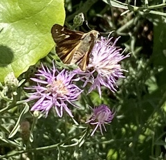 Atalopedes campestris huron