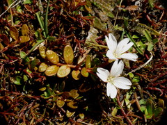 Epilobium angustum
