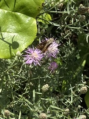 Atalopedes campestris huron