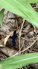 Psorthaspis brimleyi