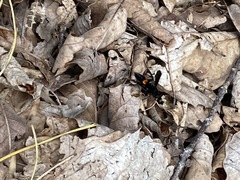 Psorthaspis brimleyi