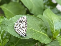 Leptotes plinius