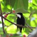 White-throated Manakin - Photo (c) Tomaz Nascimento de Melo, some rights reserved (CC BY-NC-ND), uploaded by Tomaz Nascimento de Melo
