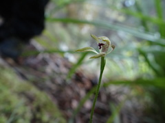 Caladenia atradenia