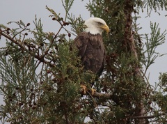 Haliaeetus leucocephalus