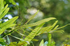 Microsorum pustulatum