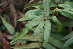 Blechnum wattsii
