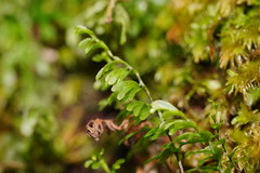 Hymenophyllum cupressiforme