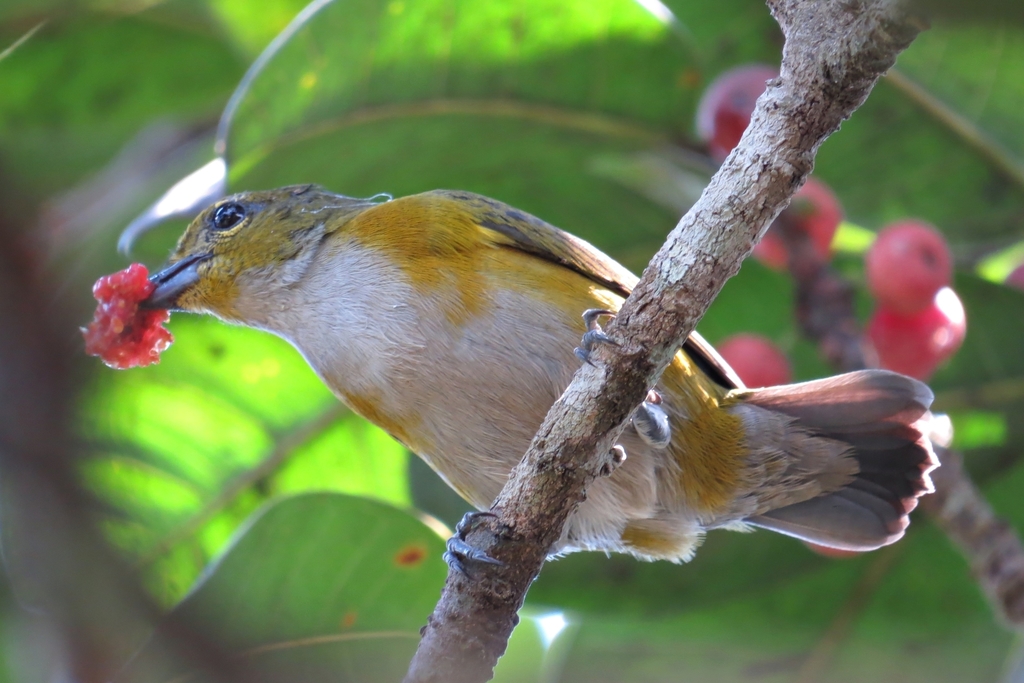 Golden-sided Euphonia