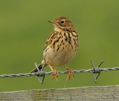 Meadow Pipit photo 4