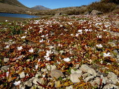 Epilobium angustum