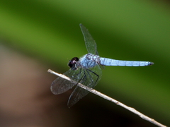 Brachydiplax duivenbodei