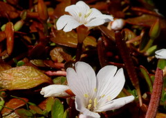 Epilobium angustum