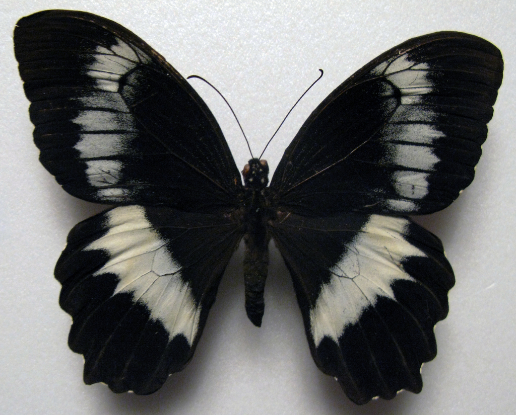 Woodford's Swallowtail