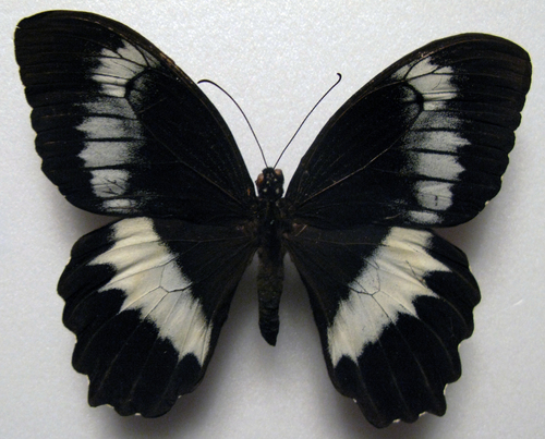 Woodford's Swallowtail