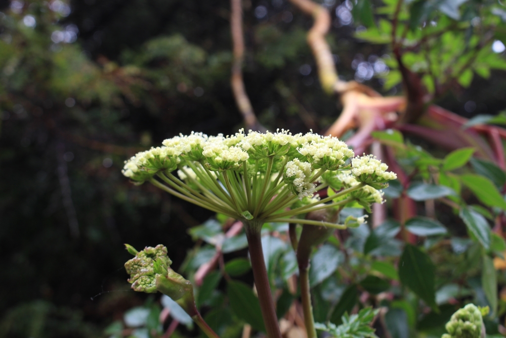 Myrrhidendron