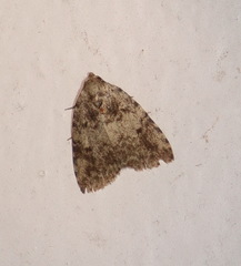 Tolpia conscitulana