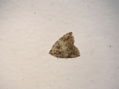 Tolpia conscitulana