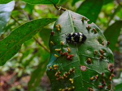 Barytopus lunulatus