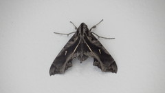 Hemeroplanes triptolemus