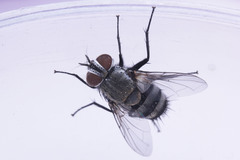Tachinidae