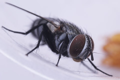 Tachinidae
