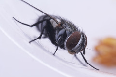 Tachinidae