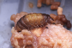 Deudorix epijarbas