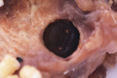 Deudorix epijarbas