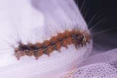 Lepidoptera
