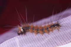 Lepidoptera