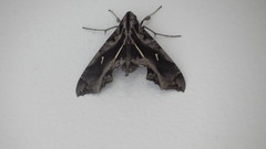 Hemeroplanes triptolemus