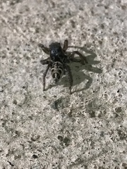 Habronattus borealis