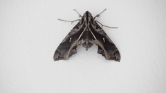 Hemeroplanes triptolemus