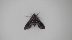 Hemeroplanes triptolemus