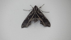 Hemeroplanes triptolemus