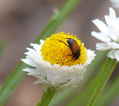 Phyllotocus macleayi