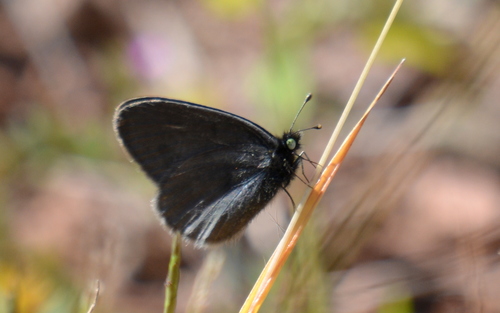 Dainty Sulphur, Guanajuato, Gto., México, photo 6 of 10